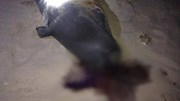 Hải cẩu bị đánh chết tại Bình Thuận gây phẫn nộ